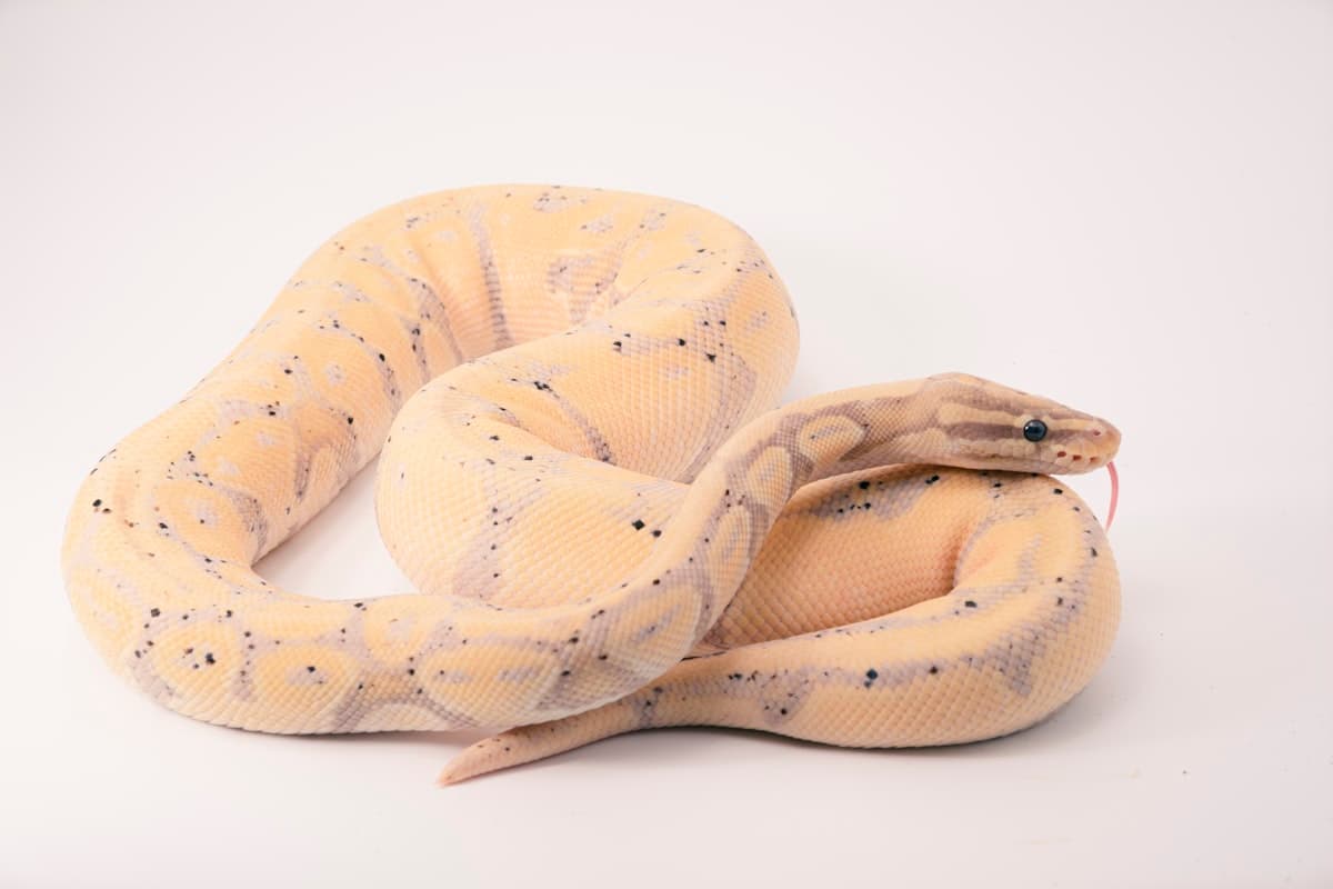 Banana ball python