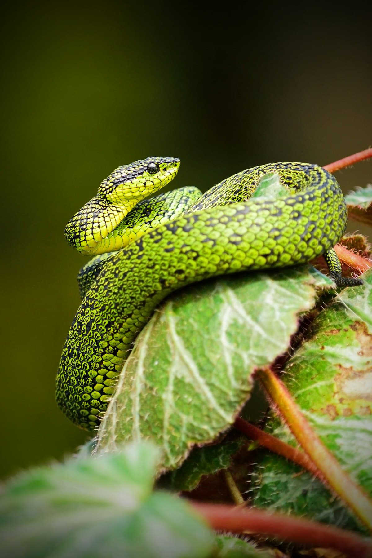 Green tree python on a branch