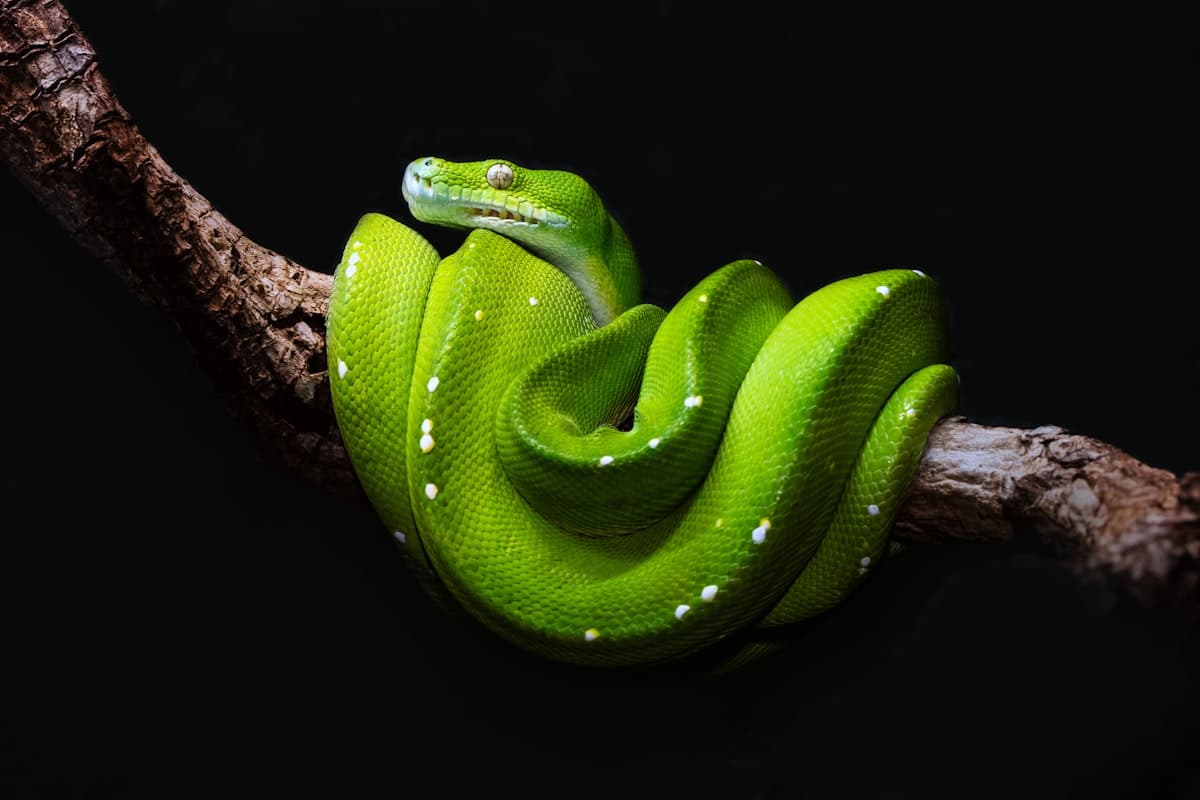 Green tree python coiled on a branch