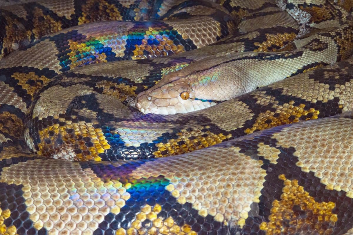 Coiled python with iridescent scales