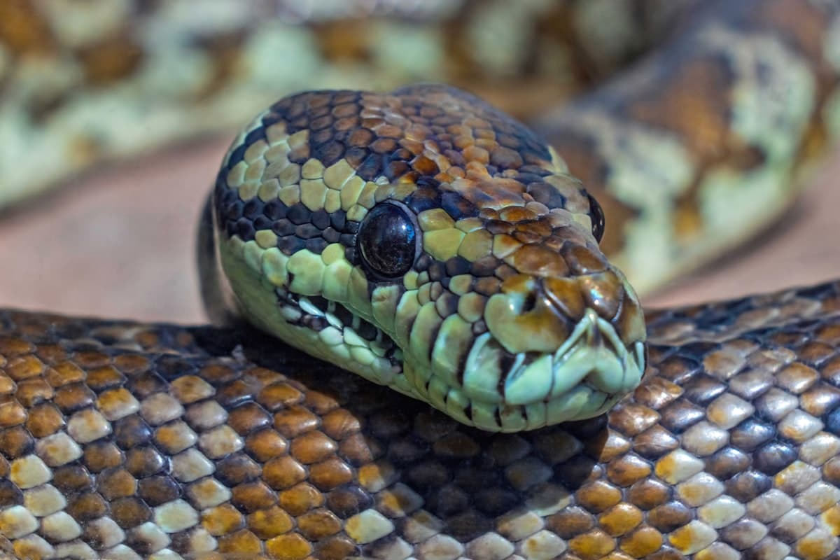 Close-up of a carpet python
