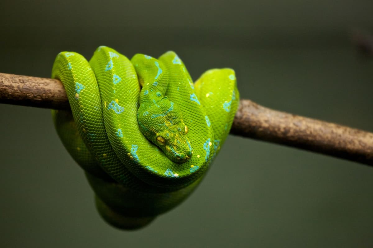 Green tree python on a branch